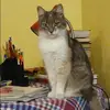 Отзыв от Василиса Воронова